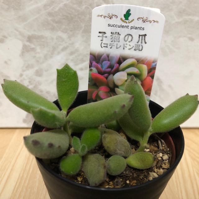 多肉植物 子猫の爪 抜き苗 子猫の爪 | RuPo 多肉植物専門店