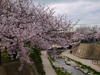 s-桜160405