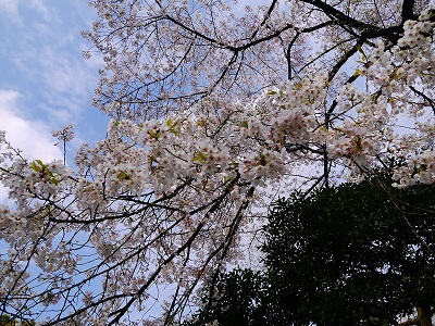 s-後楽園桜
