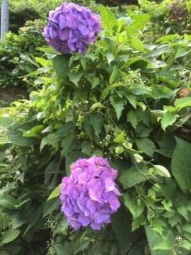 ４紫陽花