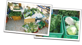 季節の野菜を販売 季節の野菜を販売