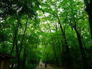s-糺の森