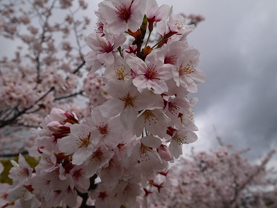 s-桜160406