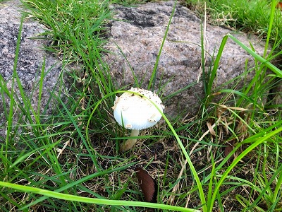 白いキノコ 株式会社ウエシン 神戸のエクステリア 外構 造園