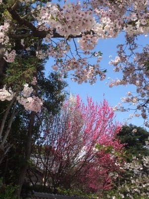 ４桜