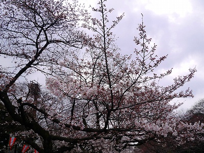s-上野桜2