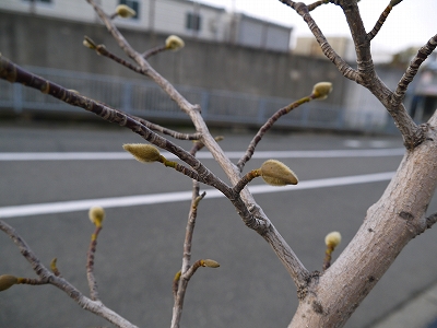 s-モクレン蕾