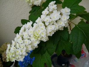 s-カシワバアジサイ160531