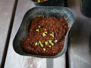 s-バジル発芽