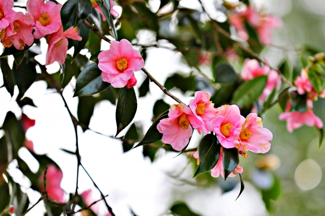 冬のお庭を明るくする、冬に花を咲かせるおすすめの植物5選 - 神戸市の外構エクステリアのご相談は株式会社ウエシンへ