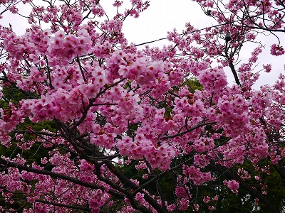 s-上野桜1