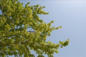 '09研修旅行お知らせ